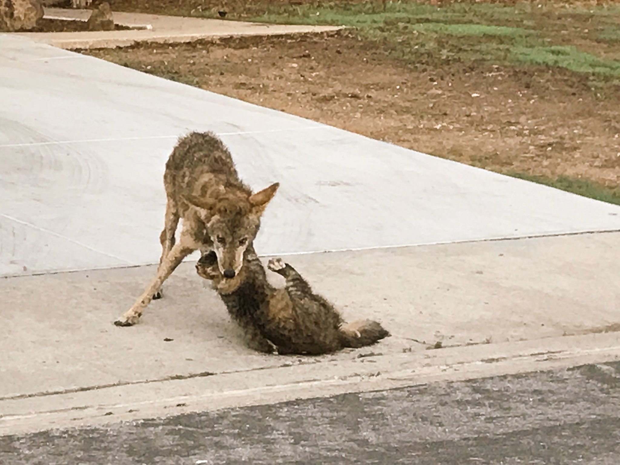 Heather HOPE on Twitter "Mira Mesa man captures this graphic attack of