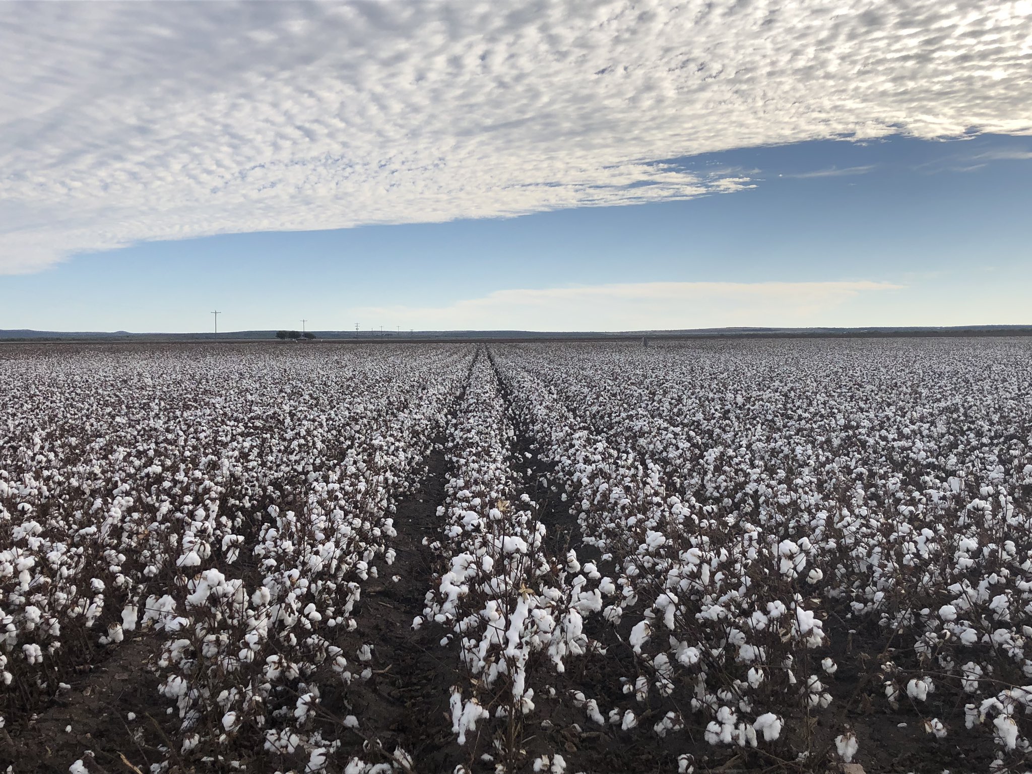 StormChaserMark on Twitter "Cotton fields! txwx Texas 