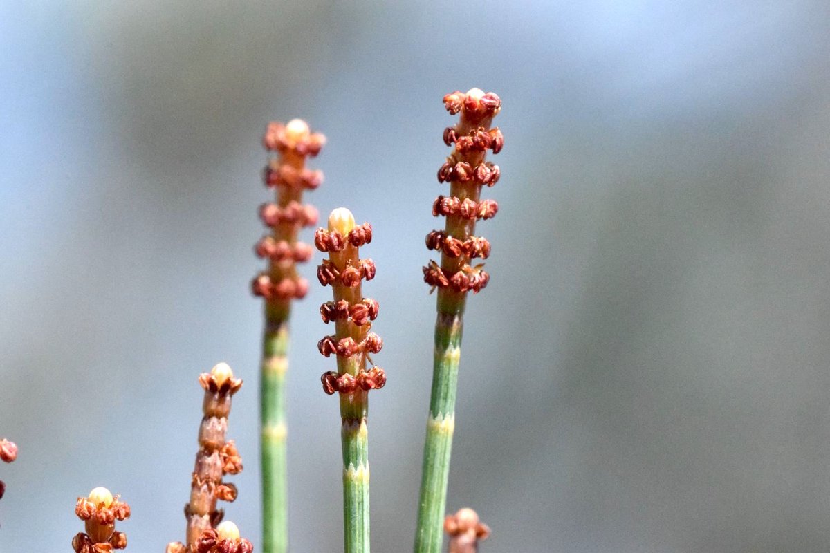 Hervé Sauquet 🌈 on Twitter "Allocasuarina monilifera, NP