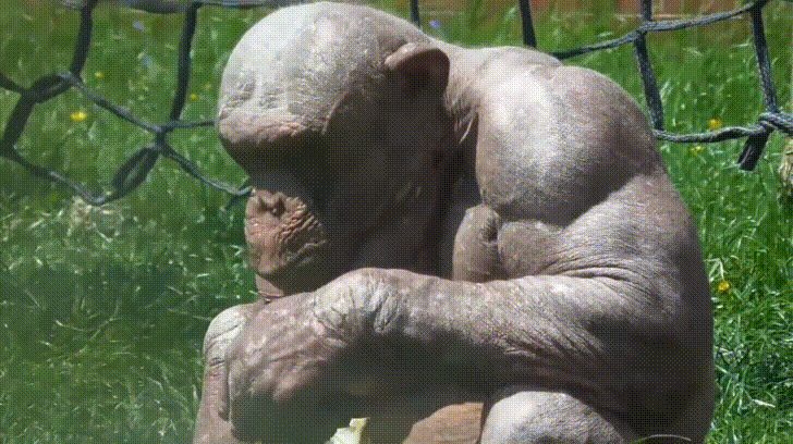 Anden Är Villig on Twitter "Chimps are absolutely jacked considering