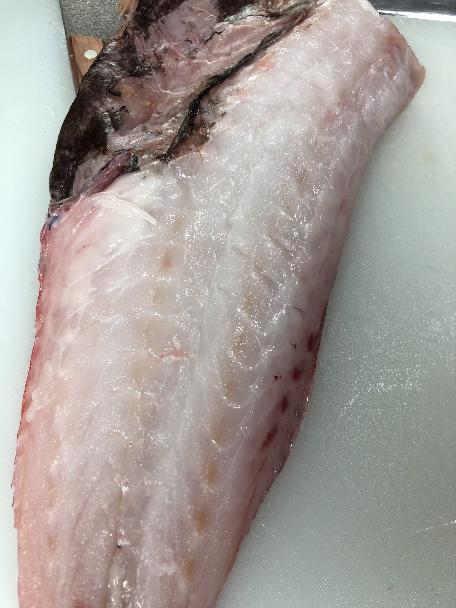 かねこきまぐれクック🔪🐡 on Twitter "極上。変な魚おじさんにもあげたよ😉…
