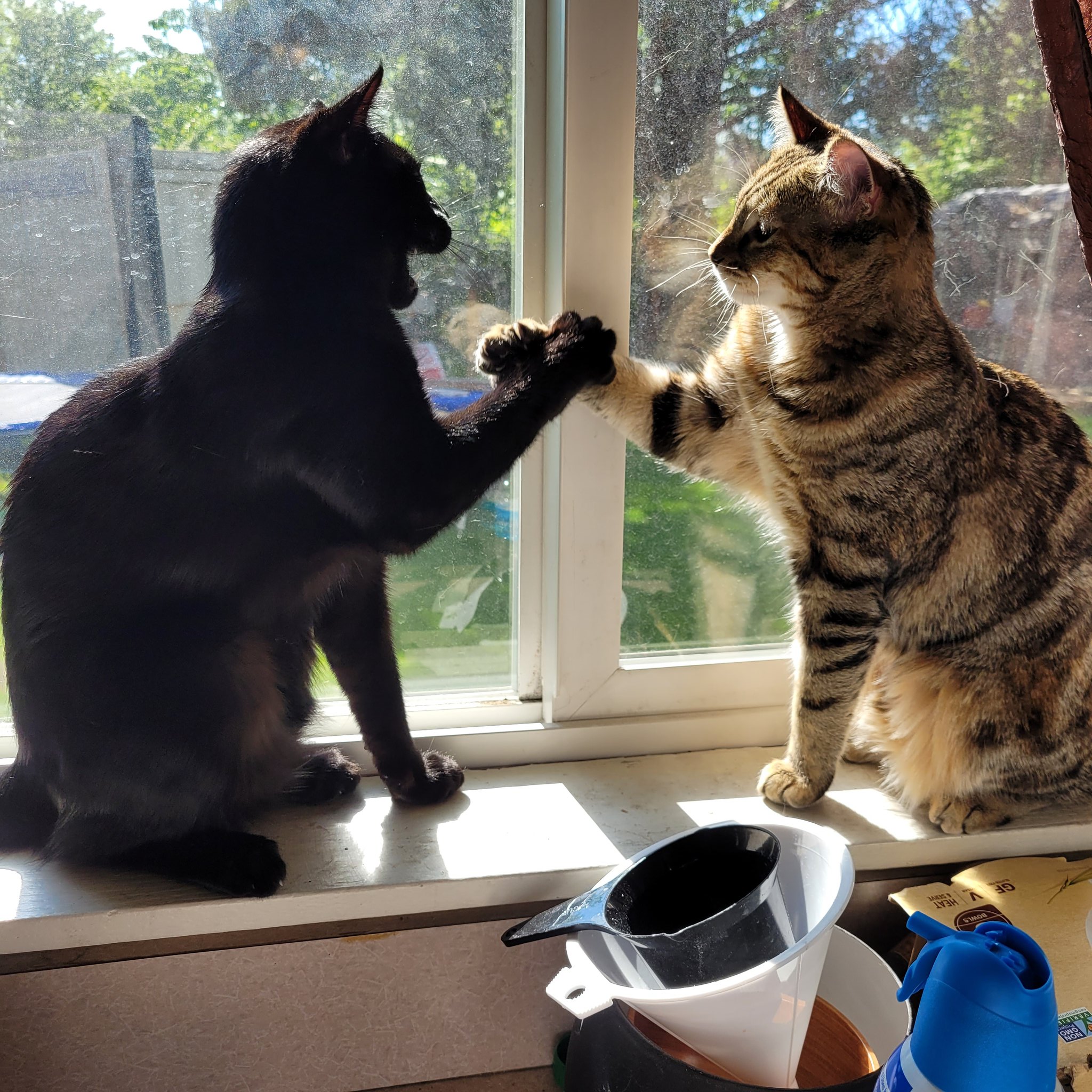 Cats Shaking Hands