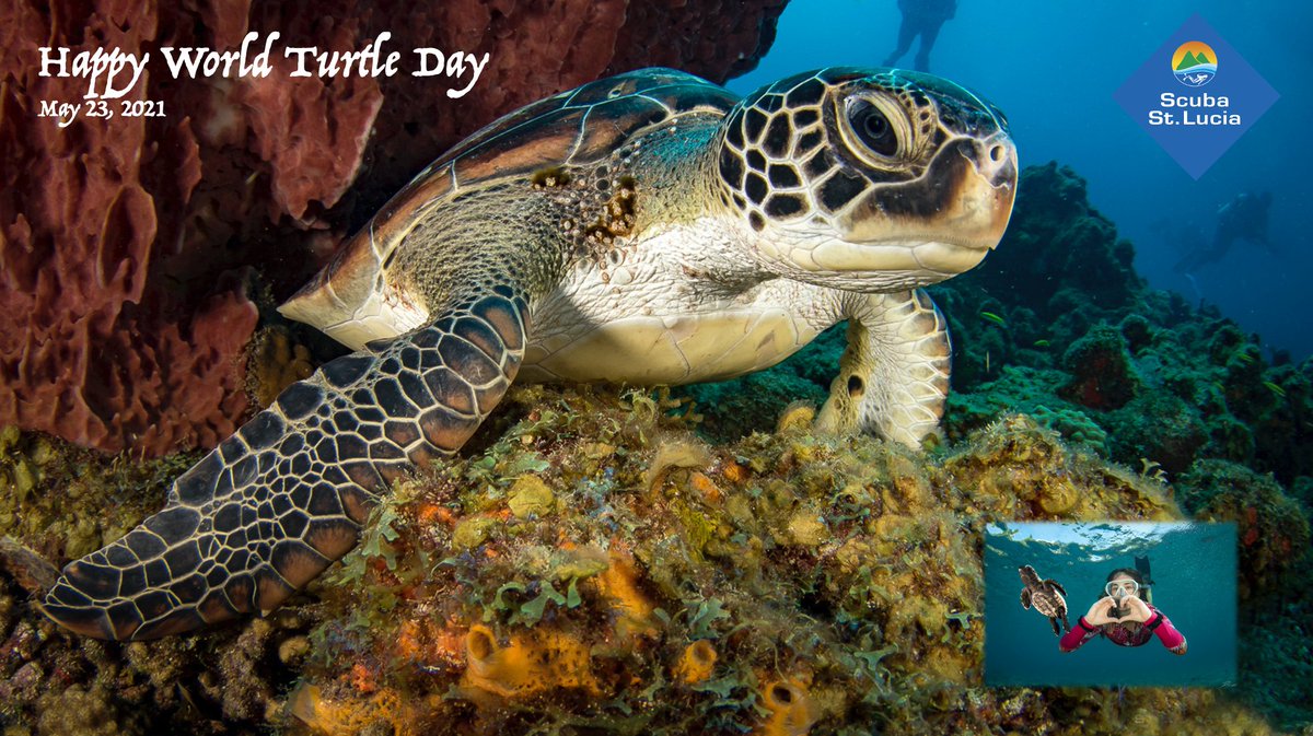 いろいろ happy world turtle day 2021 images 205117