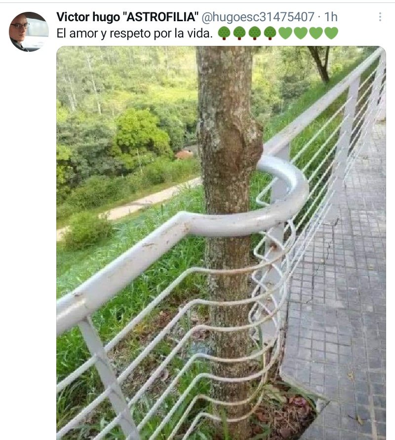 Victor Hugo Astrofilia On Twitter Se Saca Una Foto Con El Secuoya De Mas De 2000 Anos Que Acaba De Derribar Quien Le Dijo Que La Estupidez Se Aplaude Un Crimen Esto Q