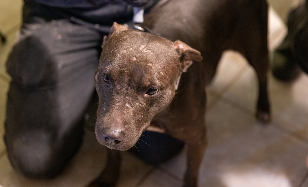 √100以上 aspca near me phone number 205655How do i contact