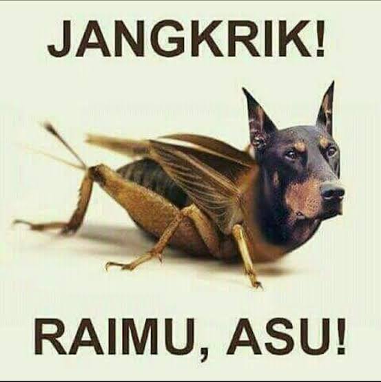 Gambar Lucu Jangkrik Raimu Asu