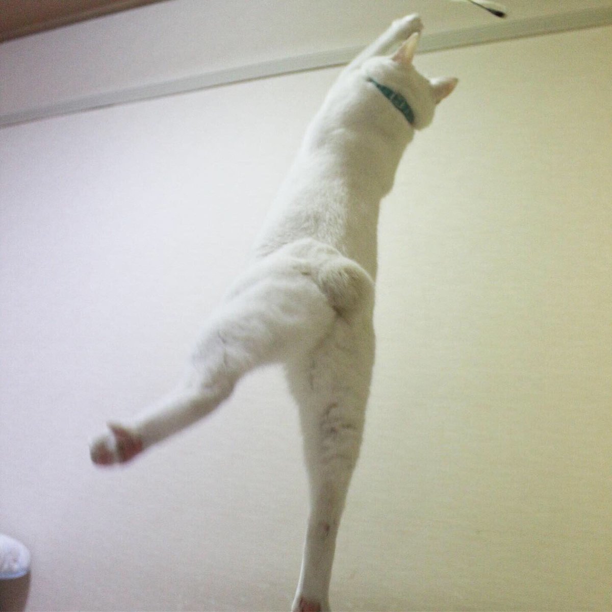 【トップ】前も後ろもいい感じ?? ツイレポ