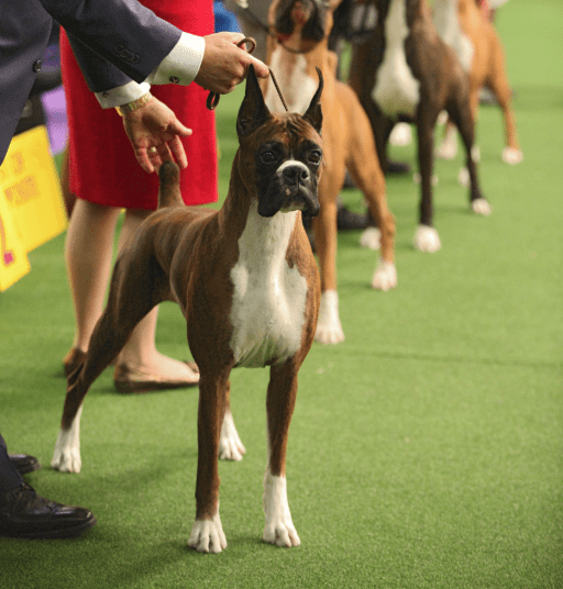 Boxer Westminster Dog Show 2023 Westminster Dog Show On Twitter: "By The Numbers, The #Boxer From The Working Group: •#Wkcdogshow Best In Shows: 4 •Wkc Working Group One: 25 •Wkc Working Group Placements: 31 Https://T.co/Z2Pwrdbpbw" / Twitter