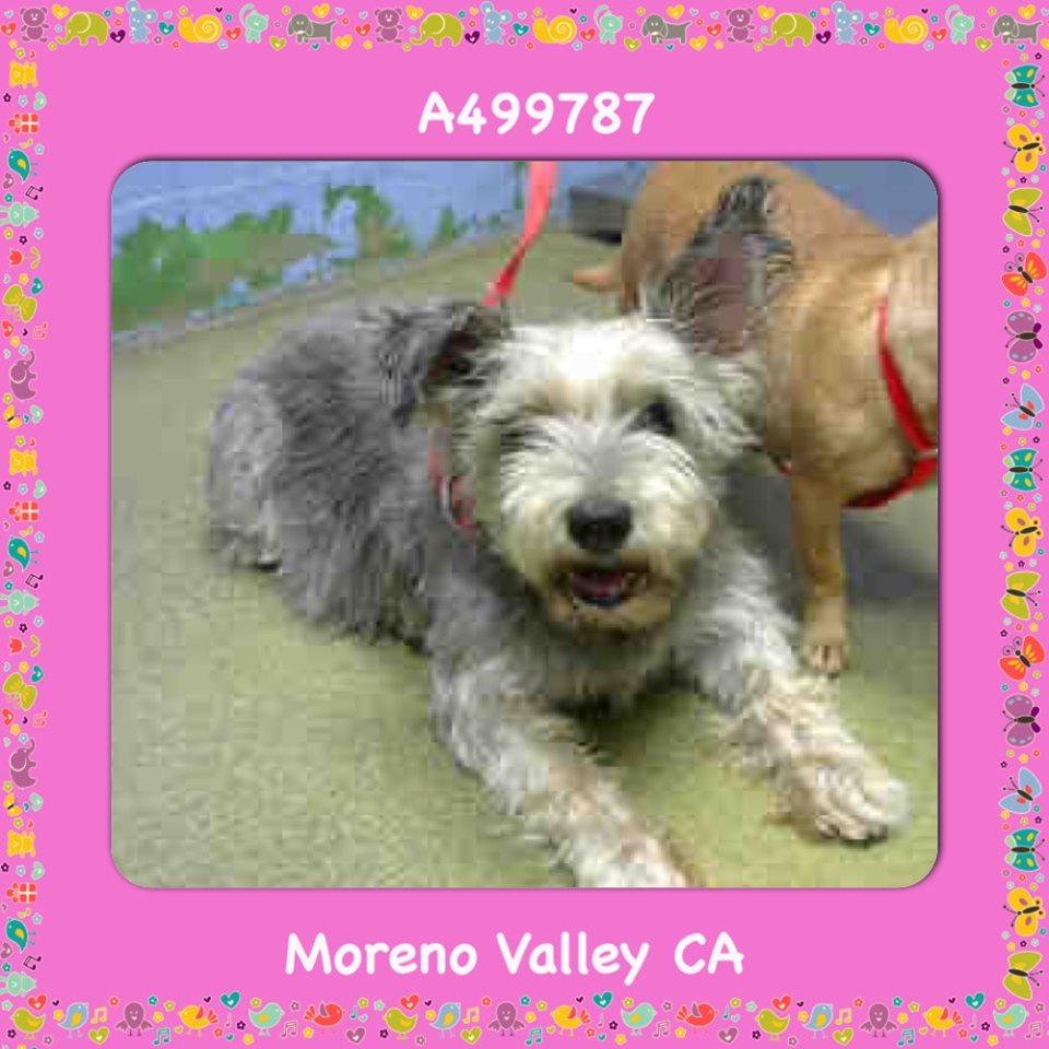 Moreno Valley Animal Shelter Facebook petfinder