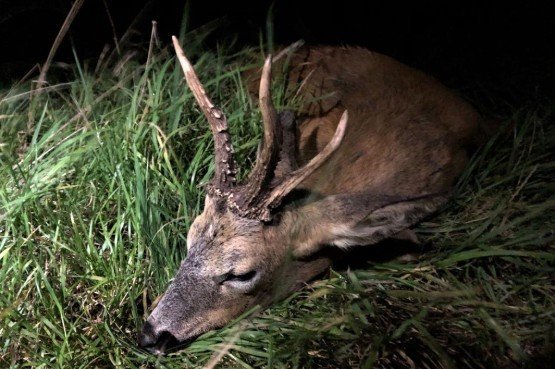 County Deer Stalking On Twitter Just Once In While You Come Across A Freak Https T Co Jjzgo6pu5b
