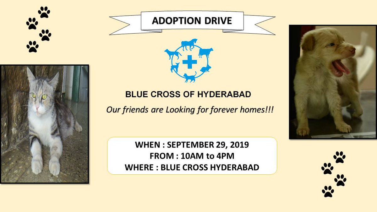 Blue Cross Hyderabad On Twitter: "Hi Folks! We're Back With Another Adoption Drive! We At Blue Cross Host These Drives To Provide A Platform To All Of You Fosters And Adopters To