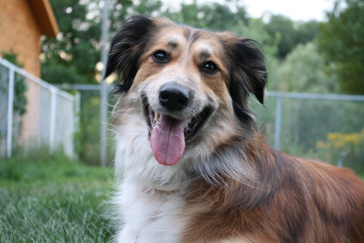 Golden aussie mix for sale