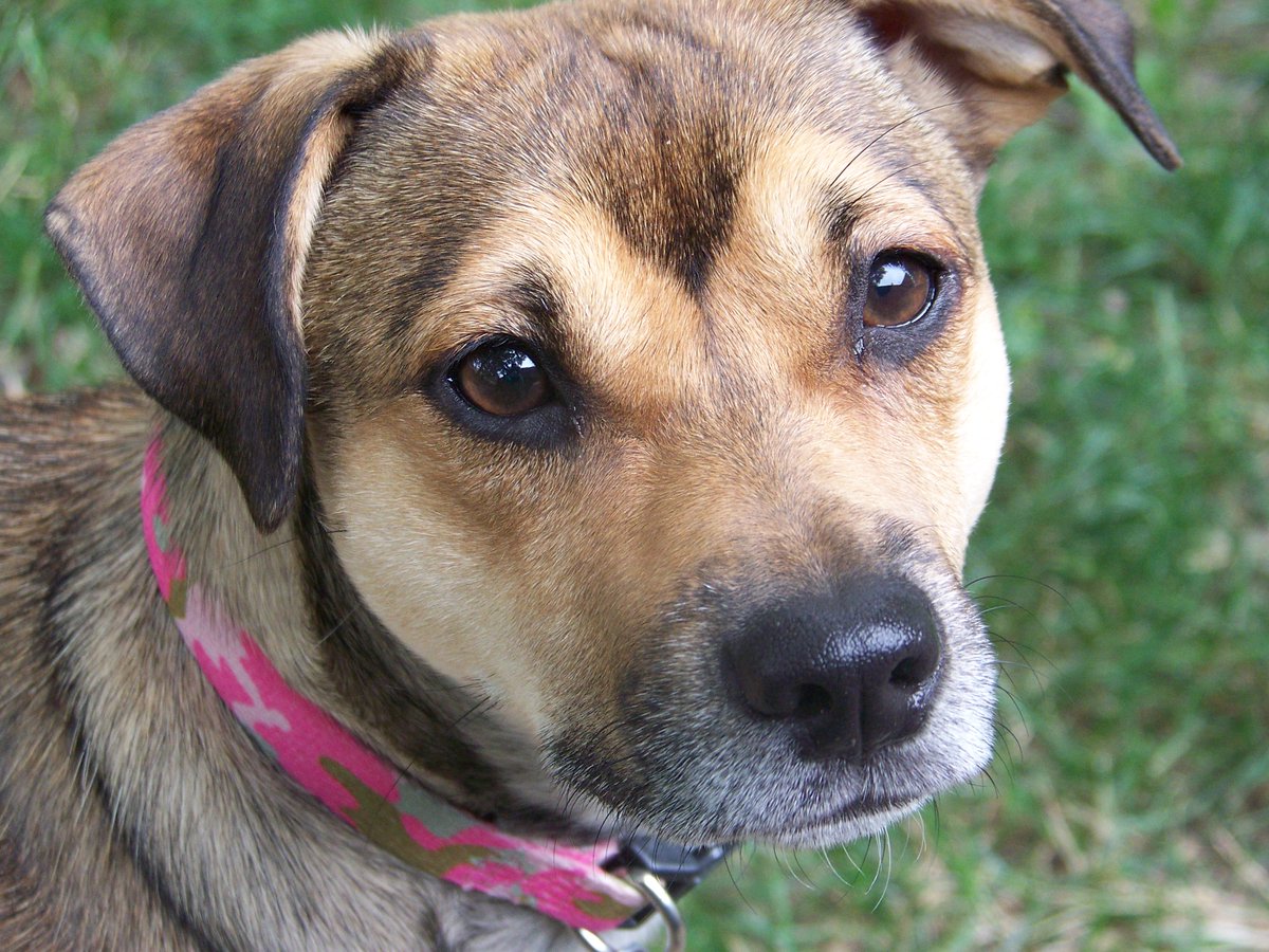 Wood County Dog Shelter petfinder
