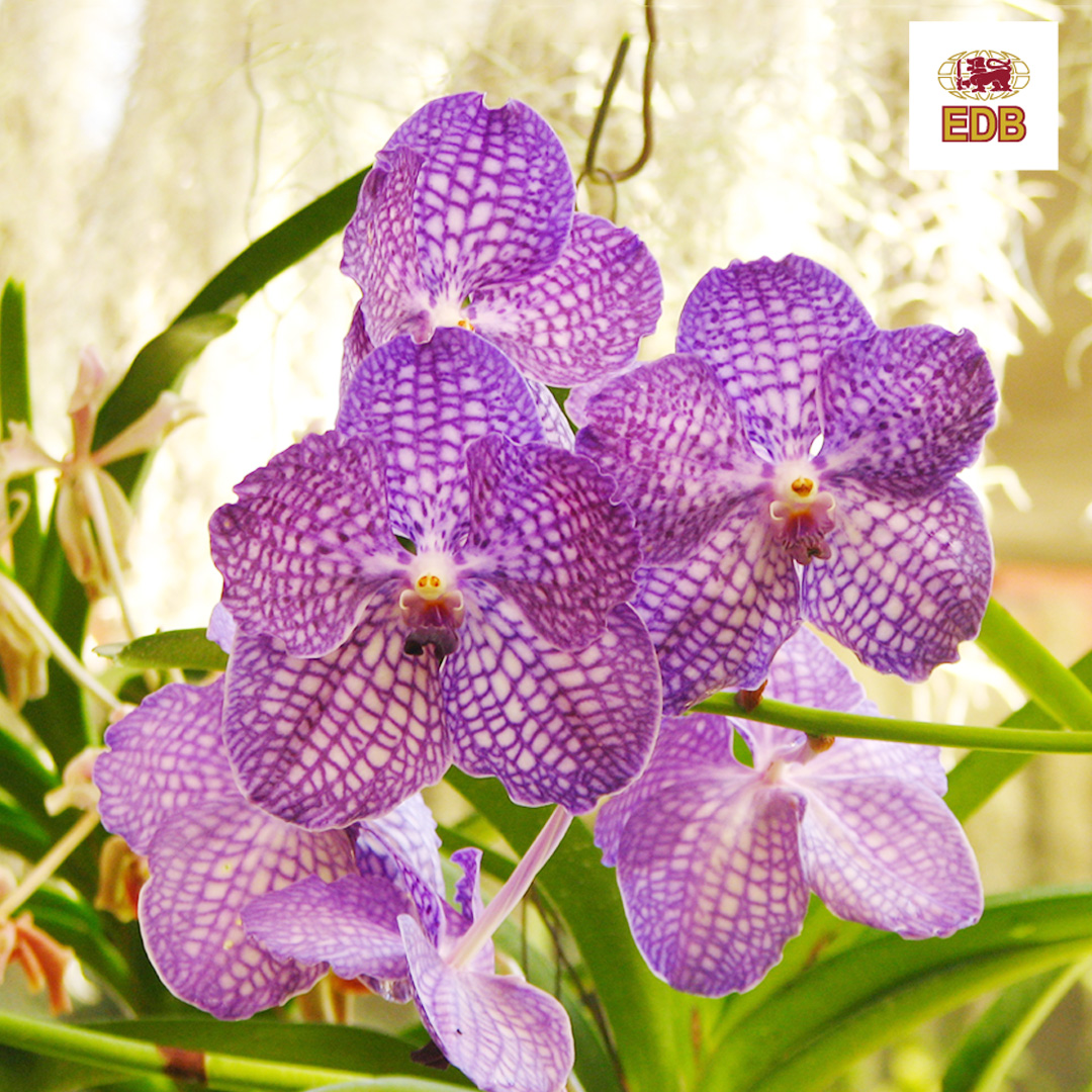 Orchid Buyers In Sri Lanka