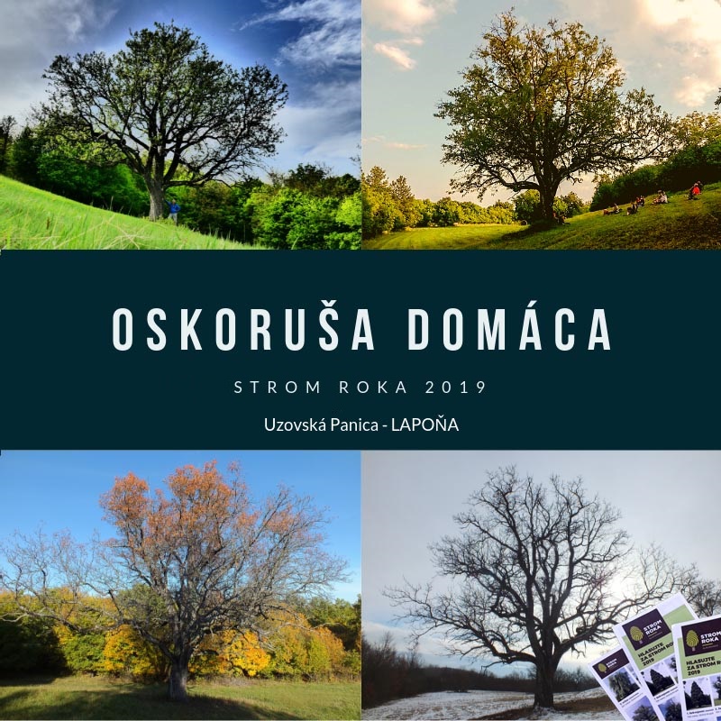 Oskorusa Twitter Search