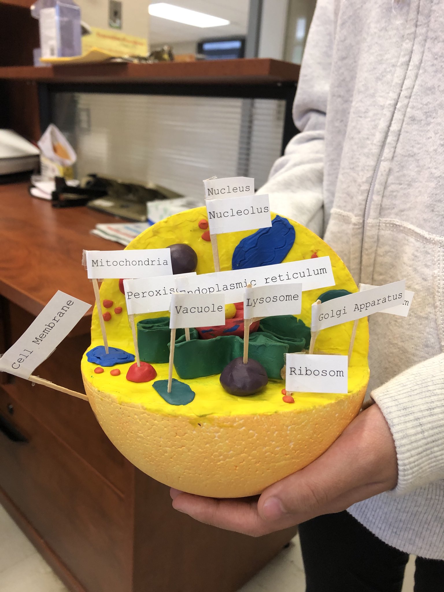 3d Animal Cell Model Project Styrofoam