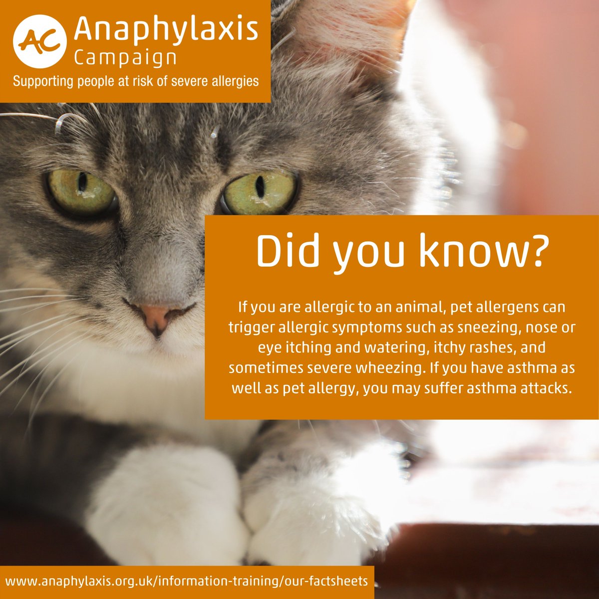 Cat Allergy Symptoms Uk