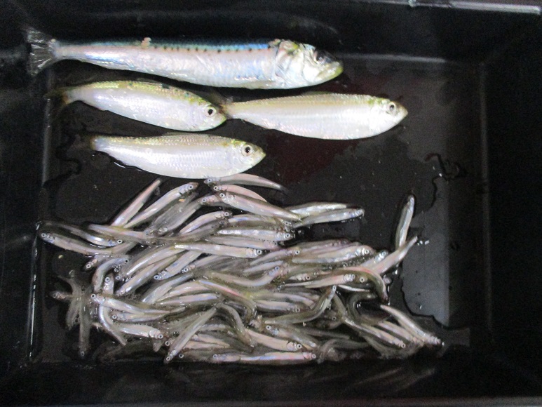 √無料でダウンロード！ 稚鮎 釣り 320775稚鮎 釣り方