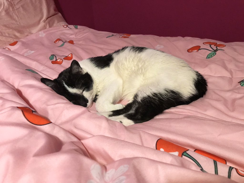 Chel Hell Bunny on Twitter: "I think Mochi approves of the new bedding 😸💕 I swear, just looking