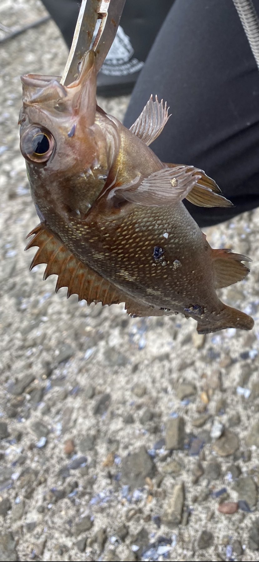 ガヤ 魚 小さい 118582ガヤ 魚 小さい Irasujozwlfx