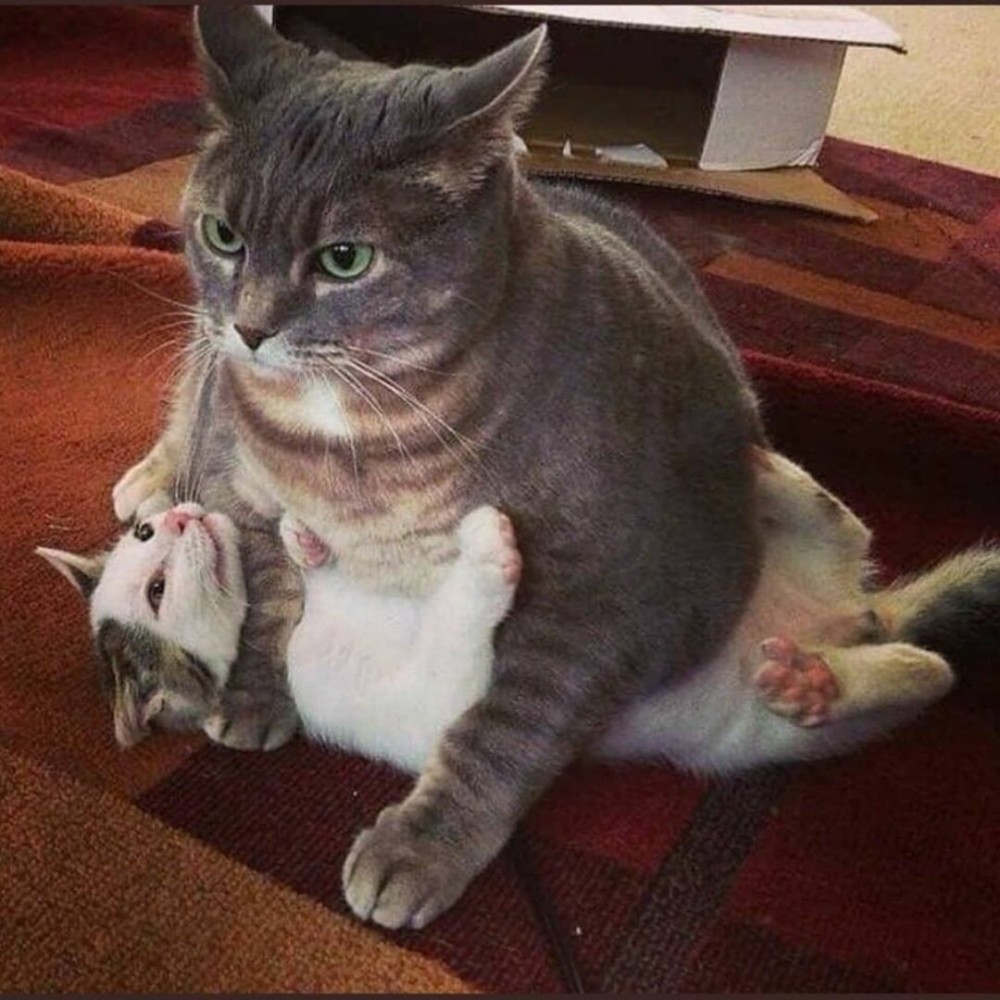 Cat dominating other cat MemeTemplatesOfficial