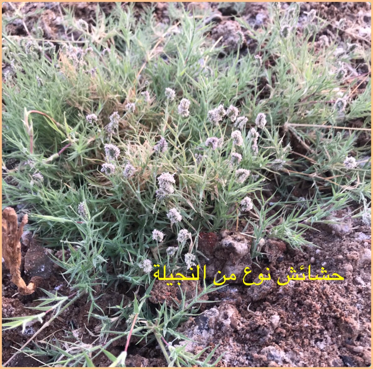 إليكم أحبابي ثريد عن نباتات وادي العقيق في المدينه