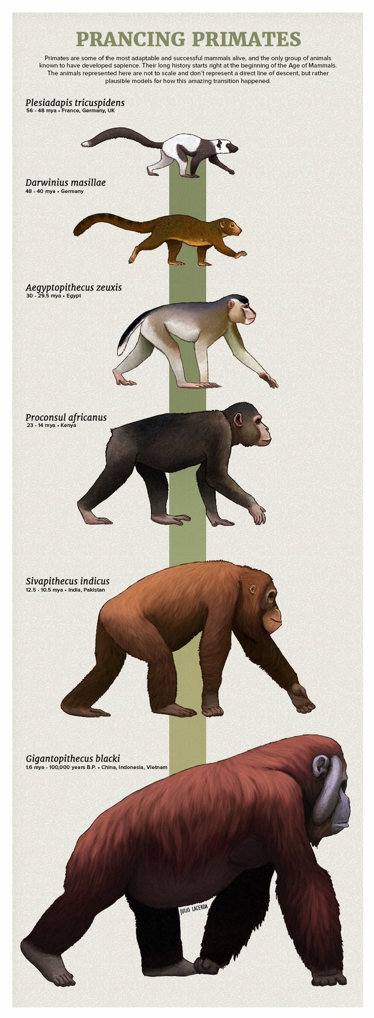 Extinct Animals 🦣🦤 on Twitter "Some extinct primates. (Credit Julio