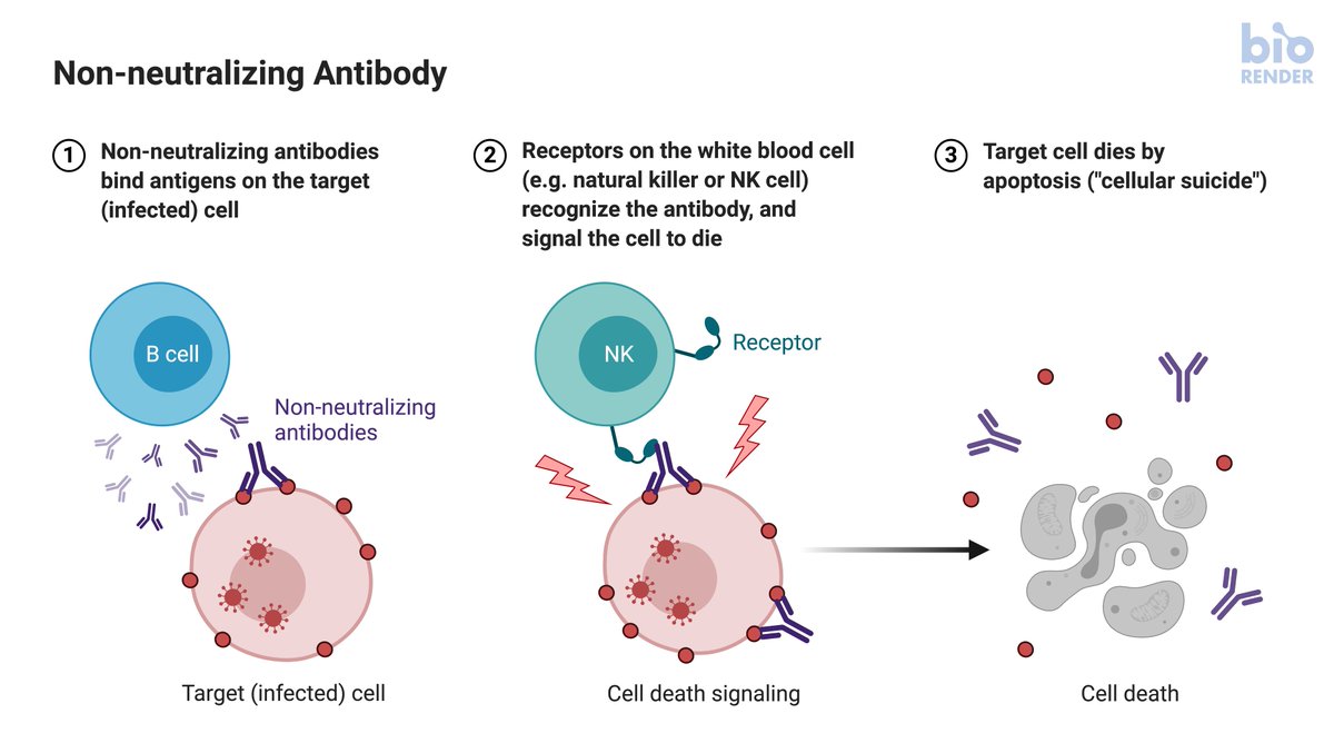 How does the immune system work? Will there be COVID19