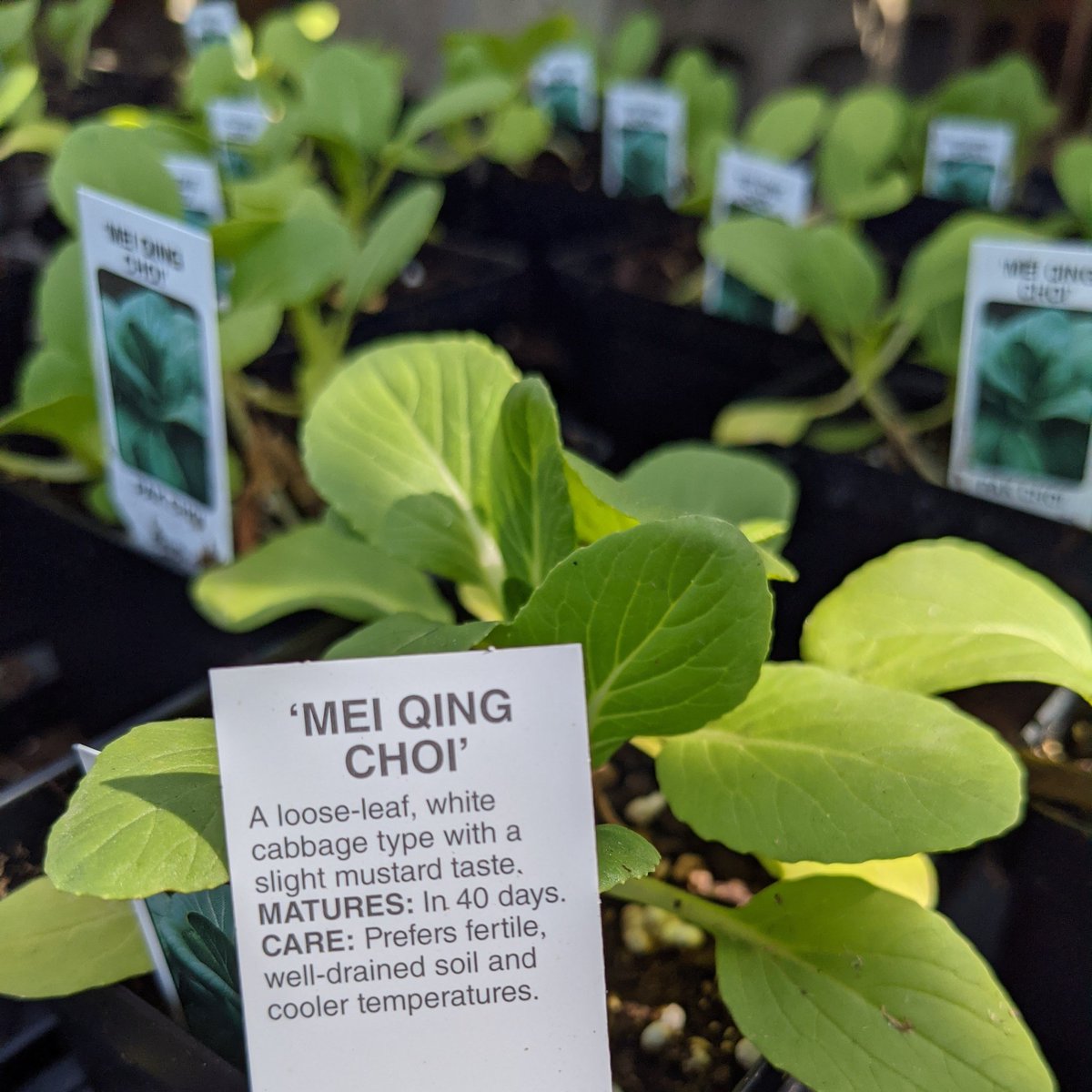 Tom's Thumb Nursery & Landscaping Galveston, TX