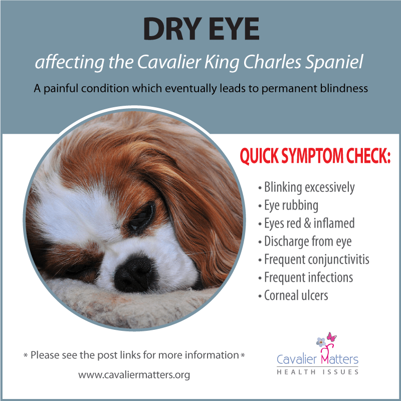 Is Dry Eye In Dogs Permanent