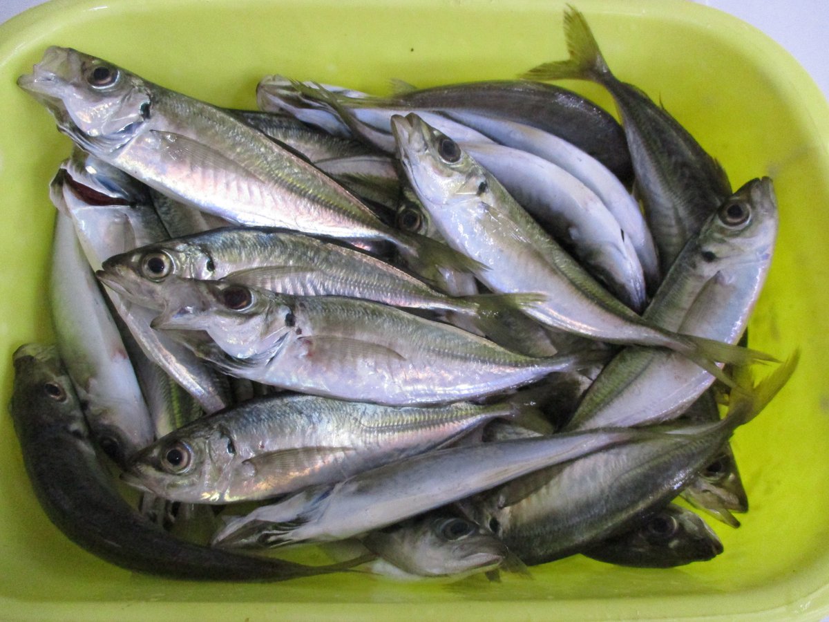 いろいろ 釣り アジ 時期 214348岡山 アジ 釣り 時期 Jozirasuto6nja
