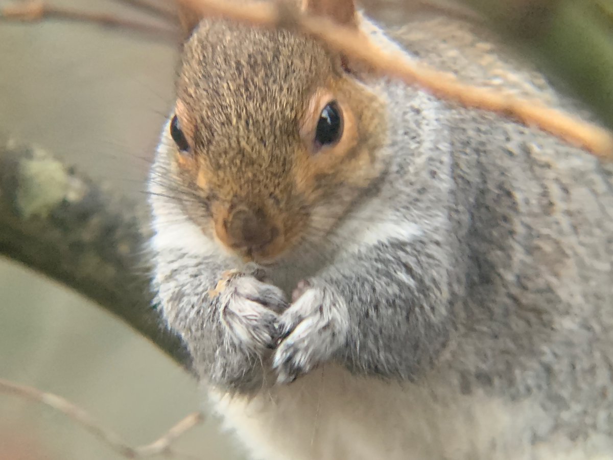 Ark Wildlife Limited (arkwildlife) Twitter