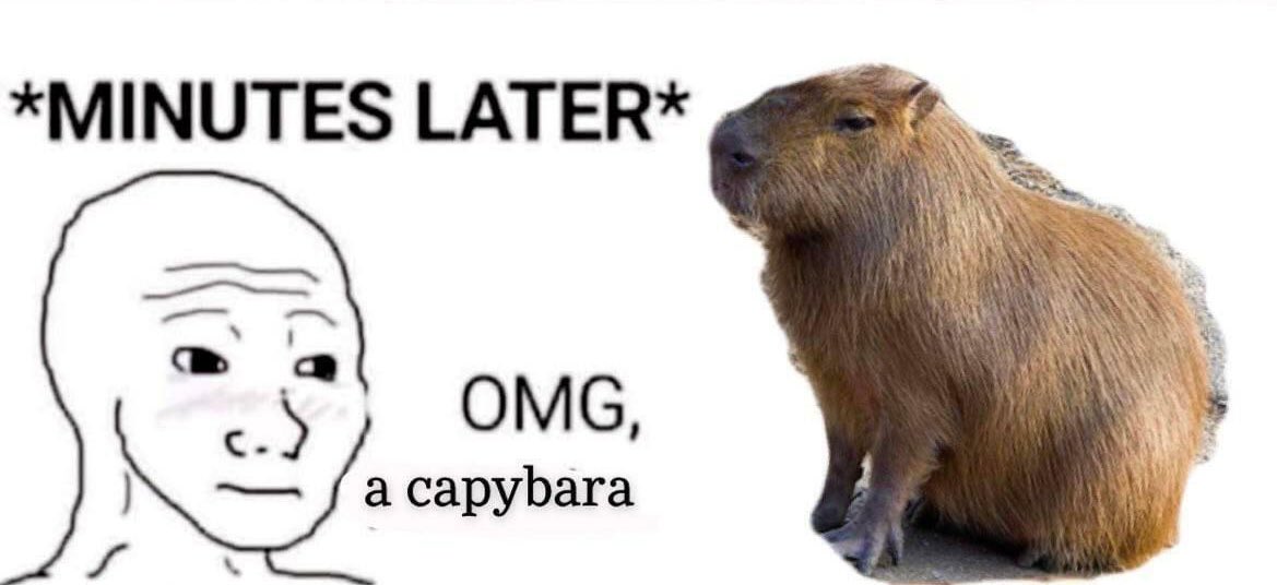 Omg A Capybara Meme Ingersolberg