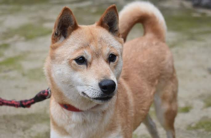 これ地毛です！ 山陰柴犬 | 可愛すぎる動物, 柴犬 可愛い, ペット 山陰柴犬」という種類の柴犬、夏毛は普通なのに冬毛のインパクトが半端ない件「か…可愛い」「着ぐるみ感ある」 - Togetter