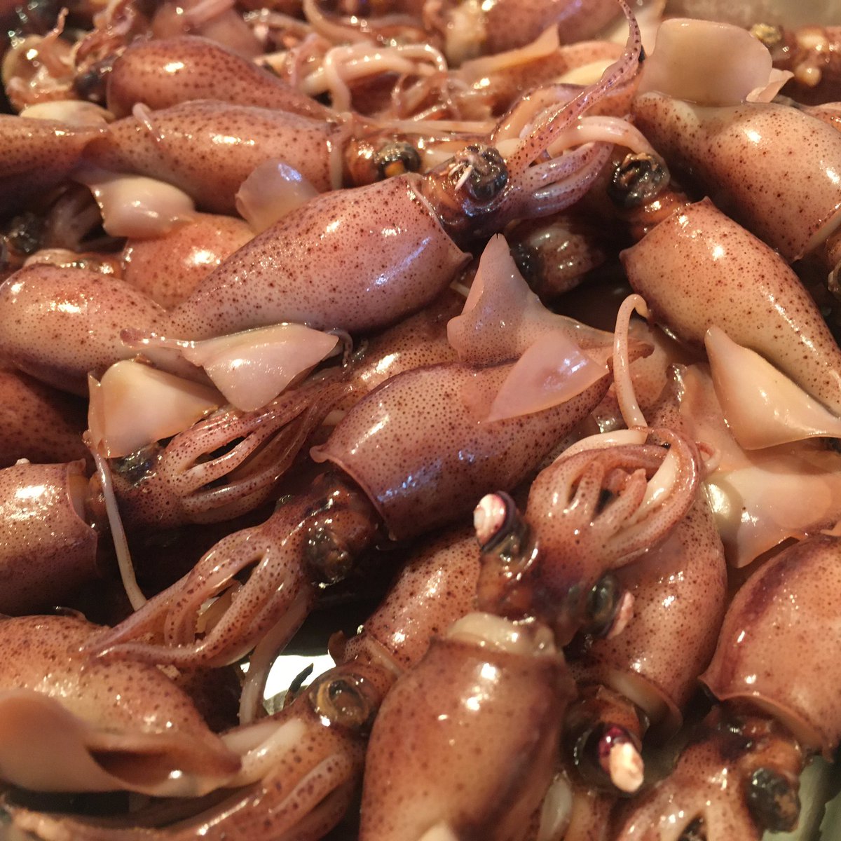 [最も共有された！ √] あなご 稚魚 239815アナゴ 稚魚 食べ方