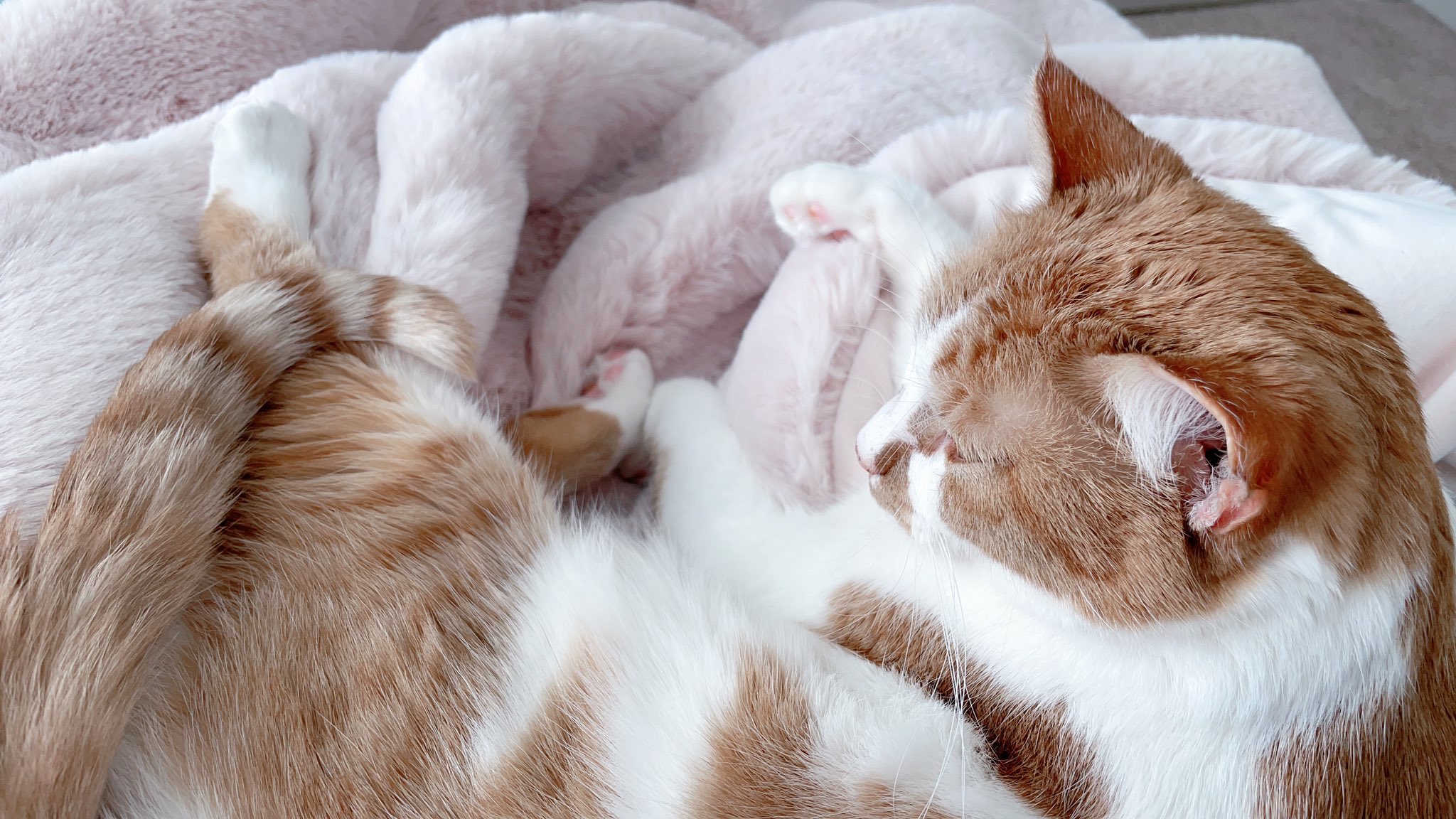 Leana Lovings on Twitter "I have a new blanket and my cat loves it at