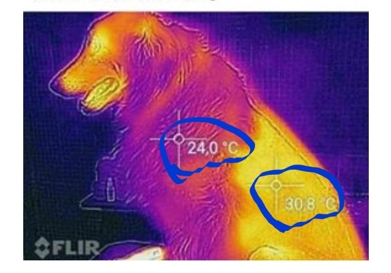 Does Shaving Dogs Keep Cooler