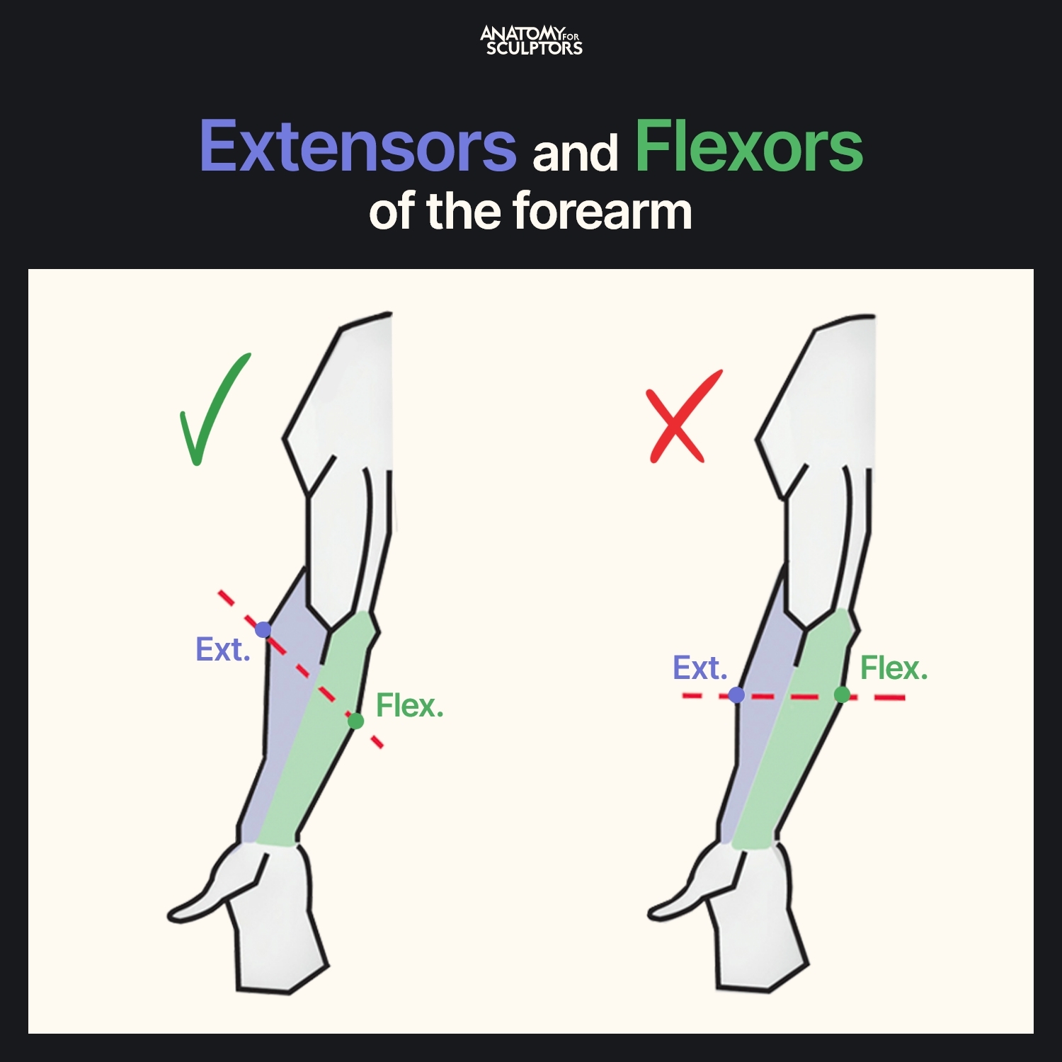 Anatomy For Sculptors ® on Twitter "Flexors and extensors arrange