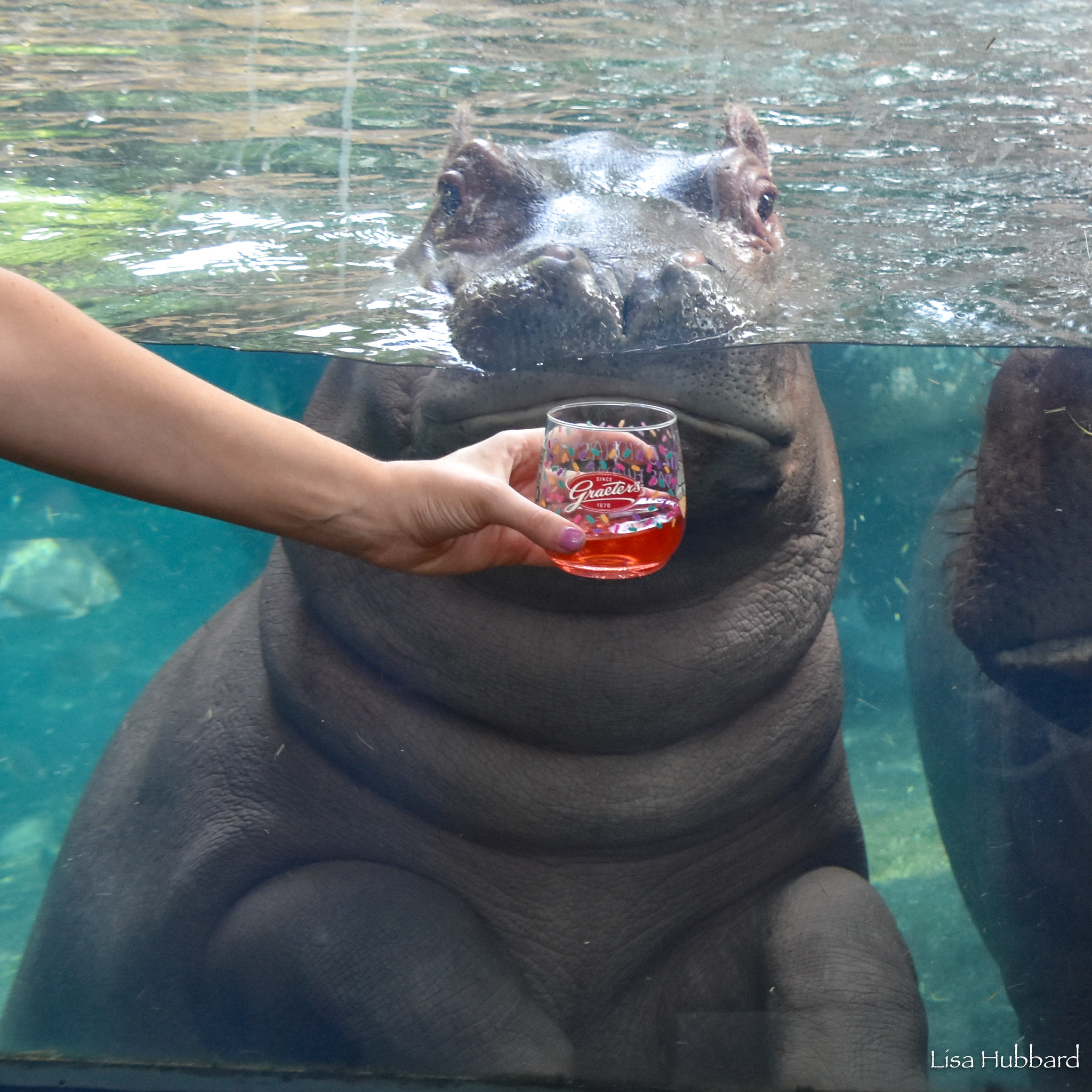 Cincinnati Zoo on Twitter "Fritz checks out the reusable cups that