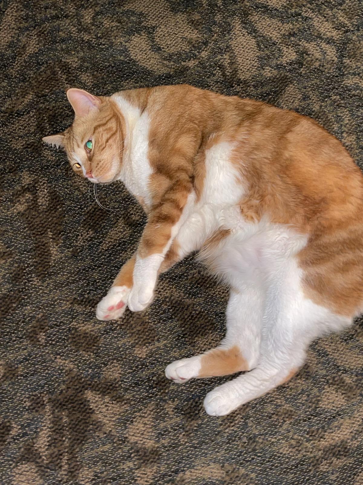 C. Welling on Twitter "MurielVieux Reggie is a big cat with