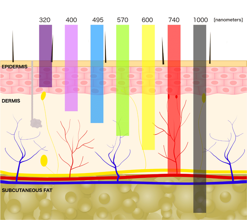 A Guide on NearInfrared Light This 🧵covers the details of our natural