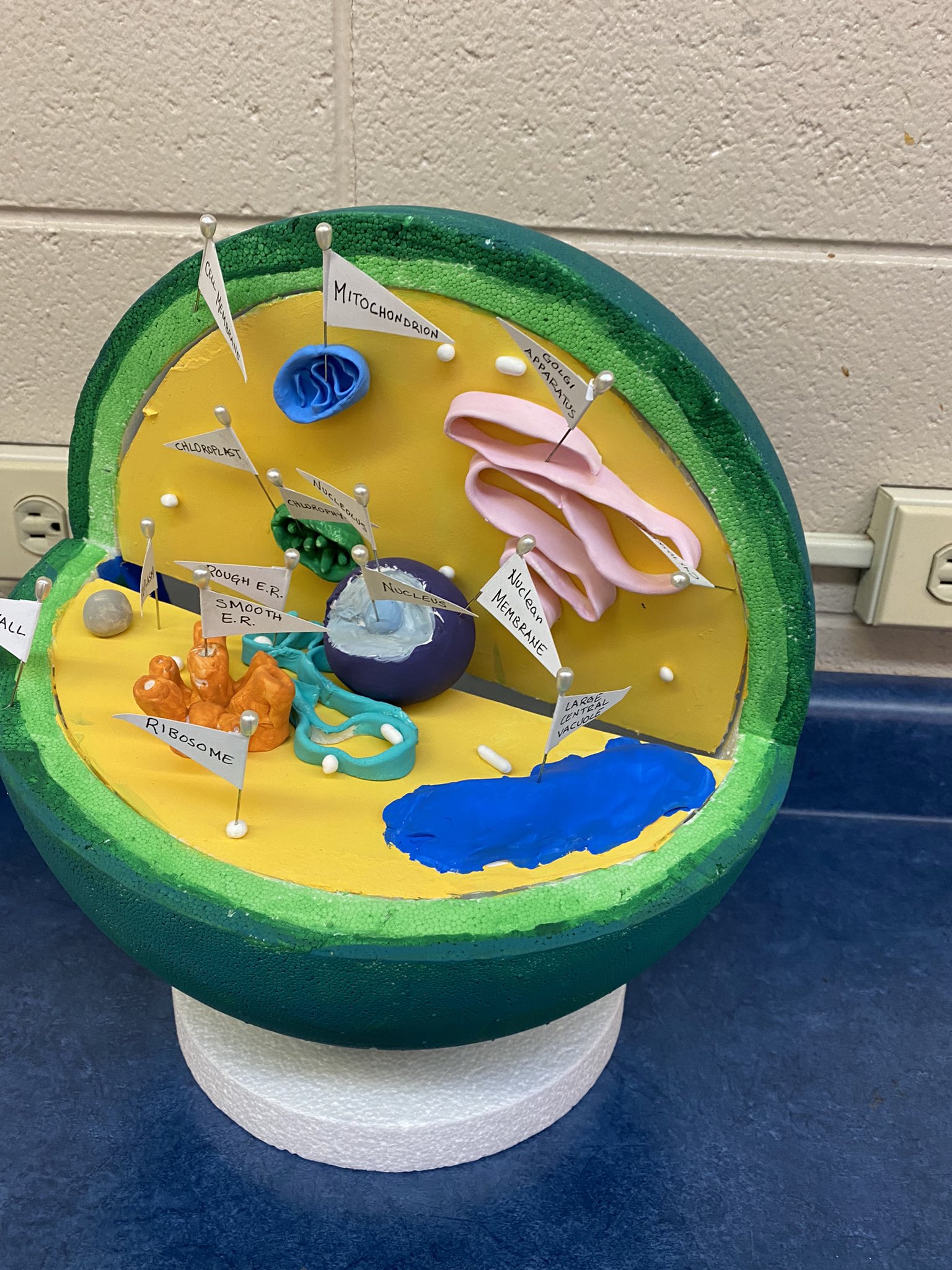 Plant Cell Styrofoam Project