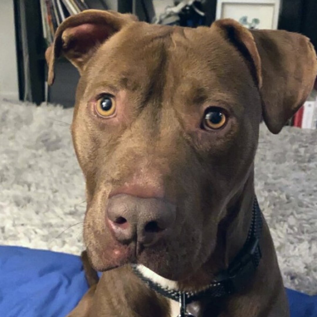 How Much Is A Dog Tail Amputation