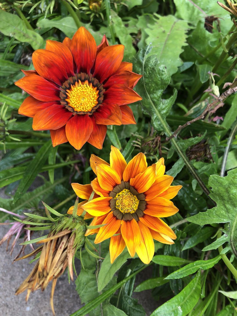 Useless Flowers (UselessFlowers) Twitter