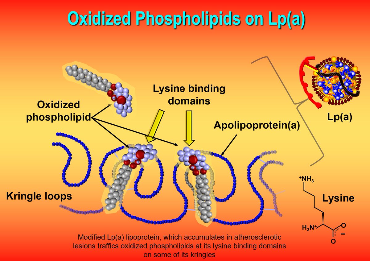 Thomas Dayspring on Twitter "Most Irritating medical myth (phrase) to