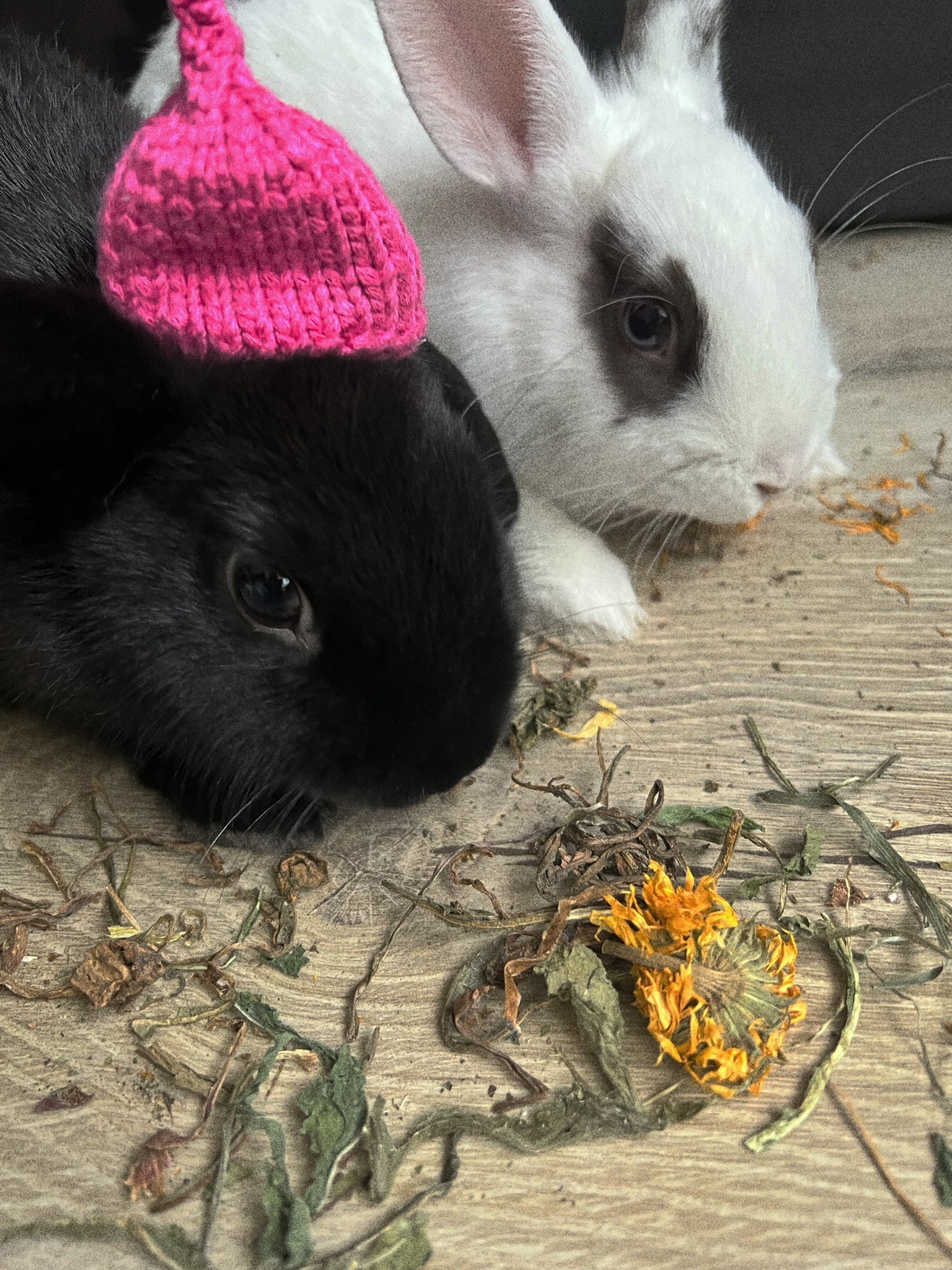 luna on Twitter "my bunnies eating dried dandelion https//t.co/MUDqLenZmN" / Twitter