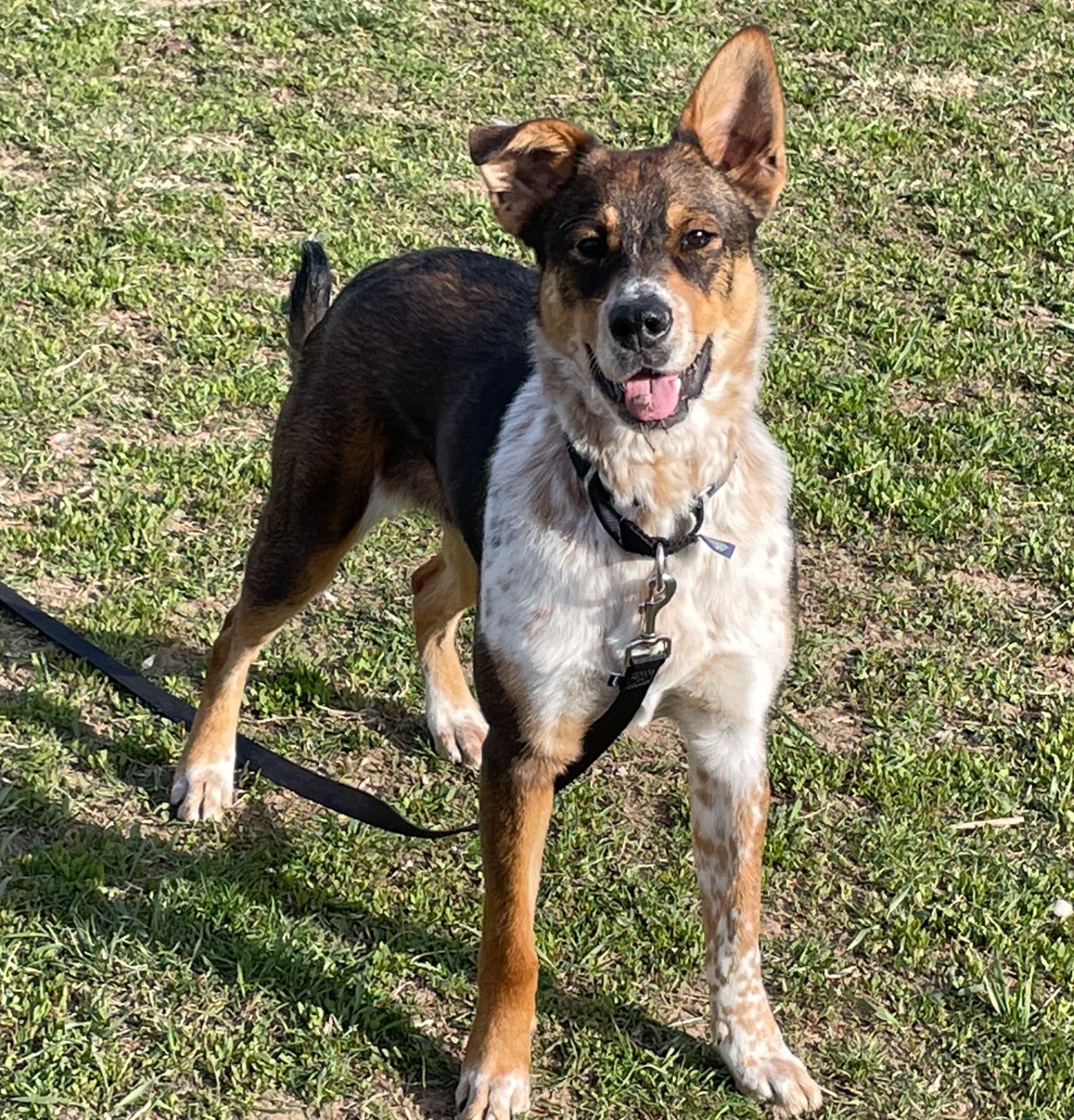 Nebraska Humane Society on Twitter "LisaAnnWalter Rolo needs some