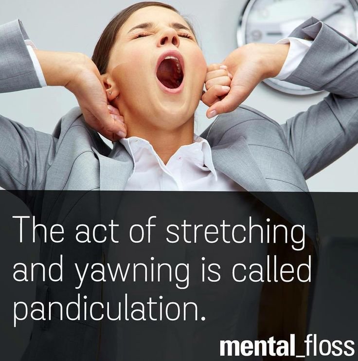 The YUNiversity on Twitter "Pandiculation = the act of stretching and