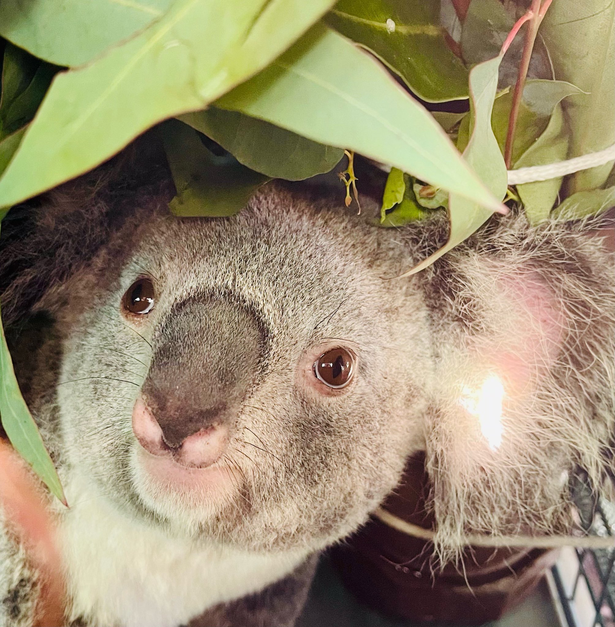 San Francisco Zoo on Twitter "We are thrilled to announce the arrival