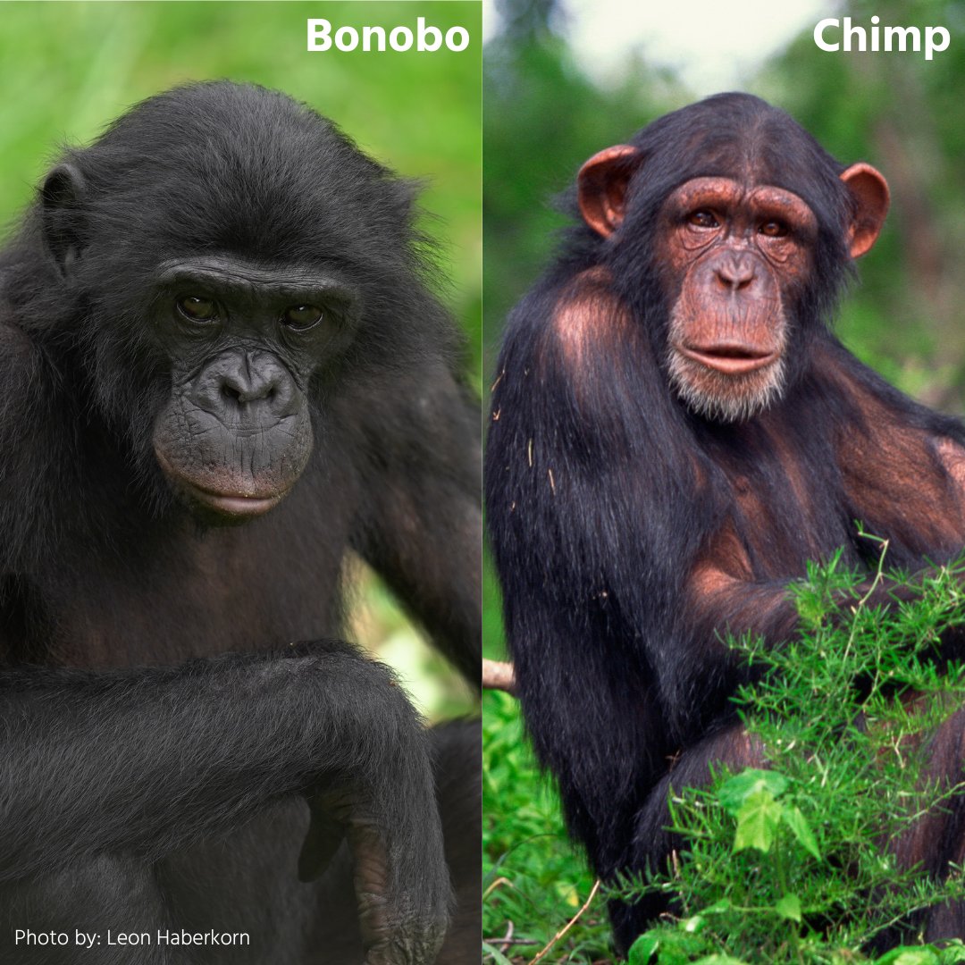 Bonobo Vs Chimpanzee